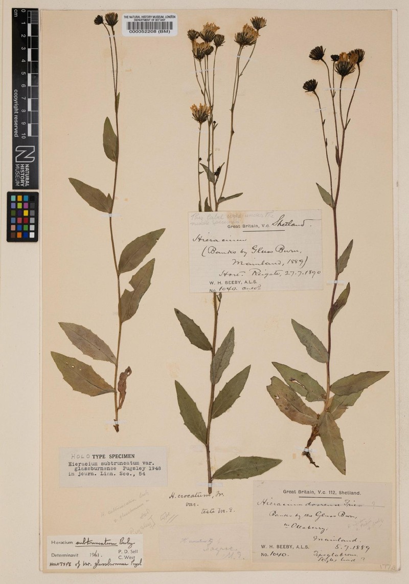 Hieracium subtruncatum photo 2