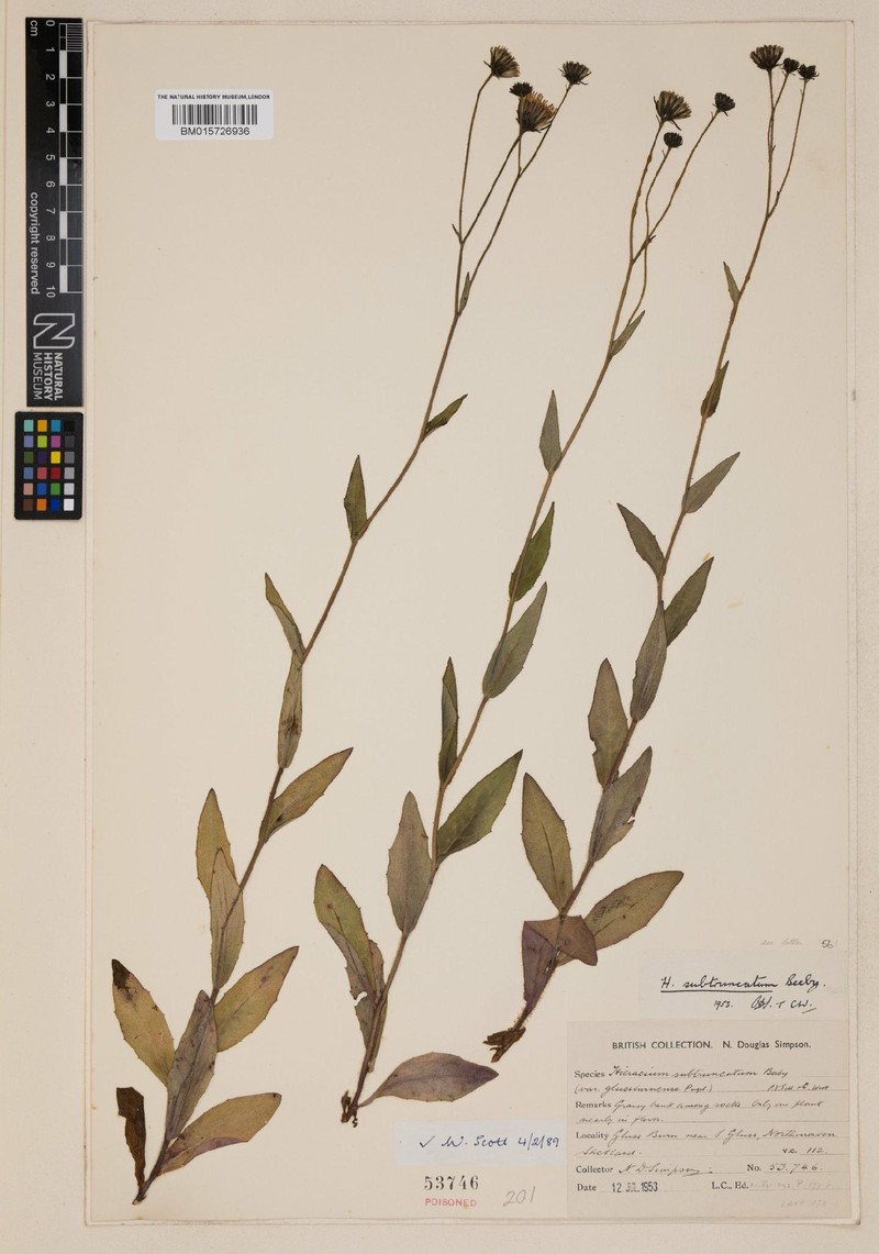 Hieracium subtruncatum photo 3