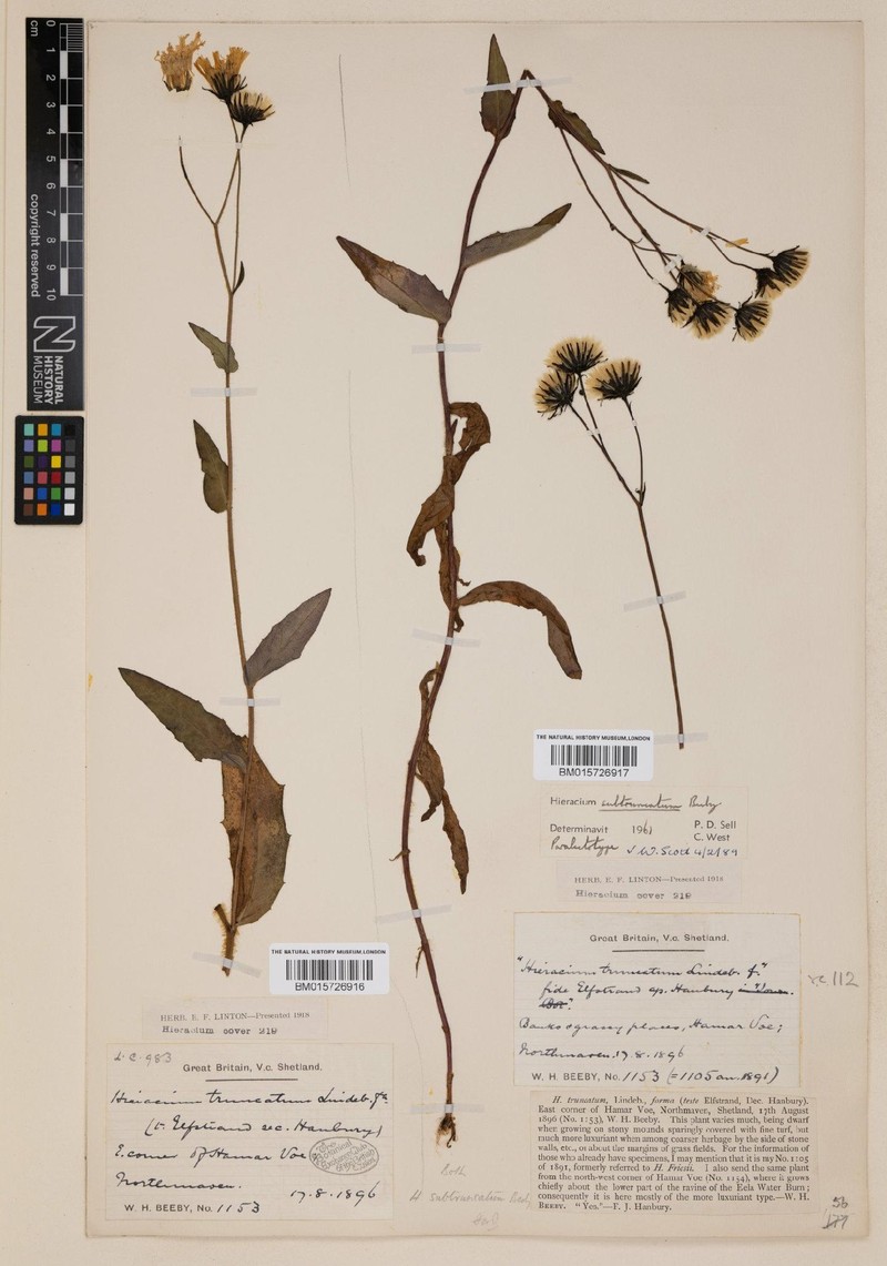 Hieracium subtruncatum photo 4