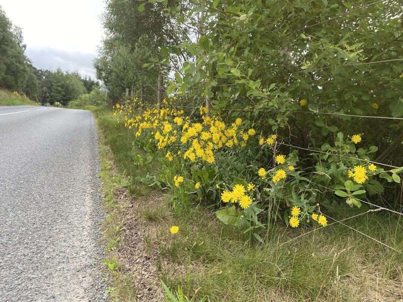 Hieracium subumbellatiforme