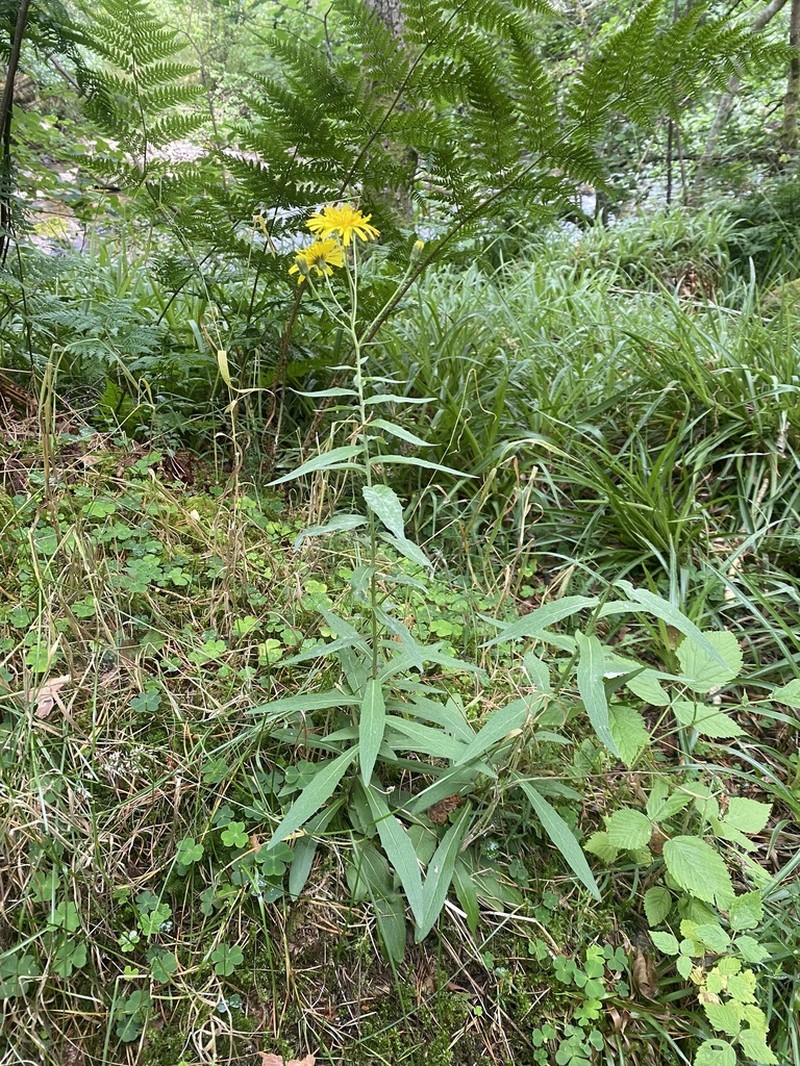 Hieracium subumbellatiforme photo 2