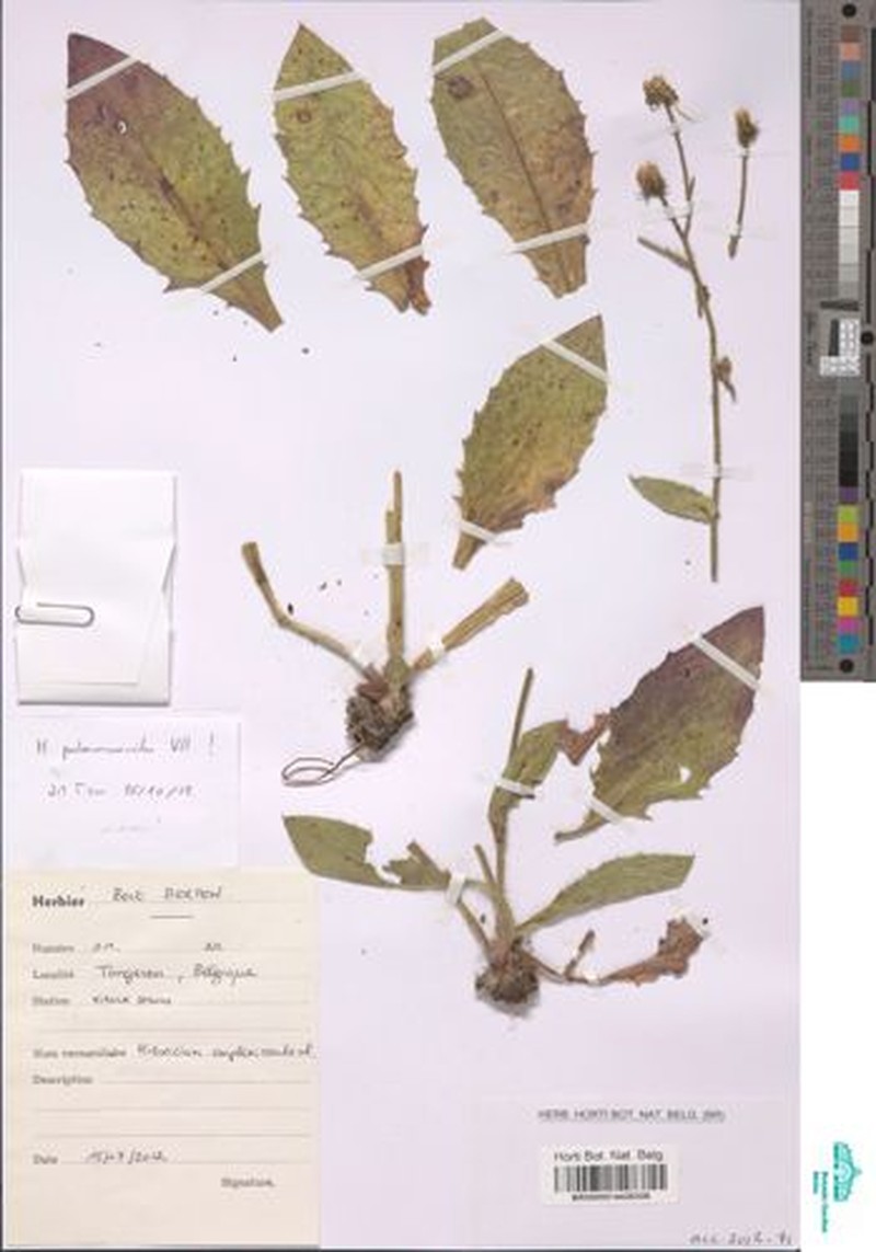 Hieracium sudeticum photo 2