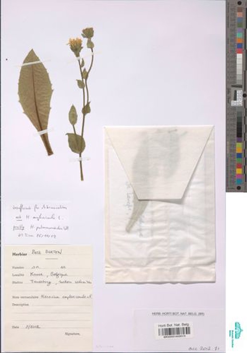 Hieracium sudeticum photo 3