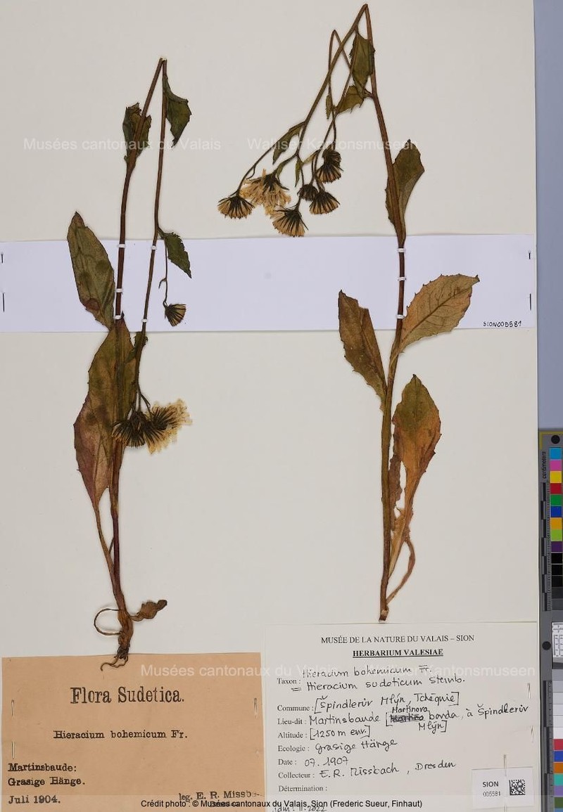 Hieracium sudeticum photo 4