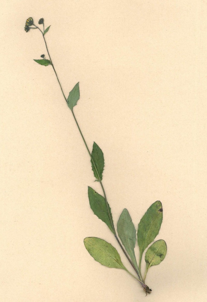 Hieracium sudeticum