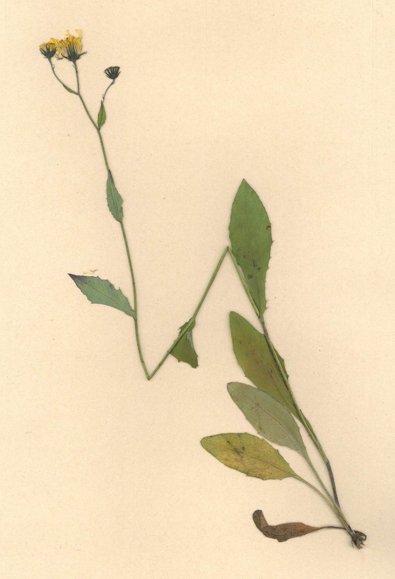 Hieracium sudeticum photo 5