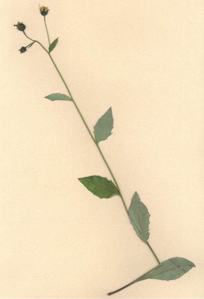 Hieracium sudeticum photo 6