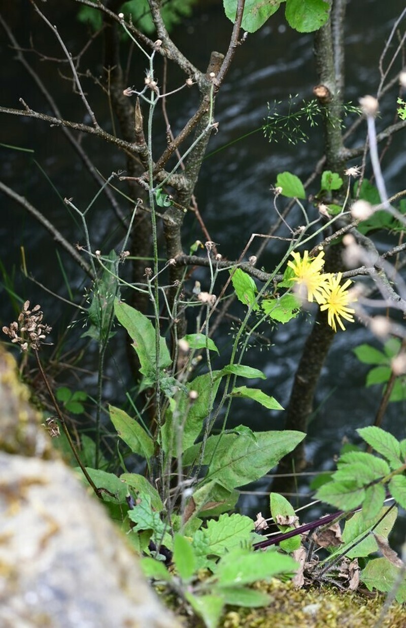 Hieracium surrejanum photo 2