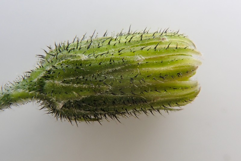 Hieracium surrejanum