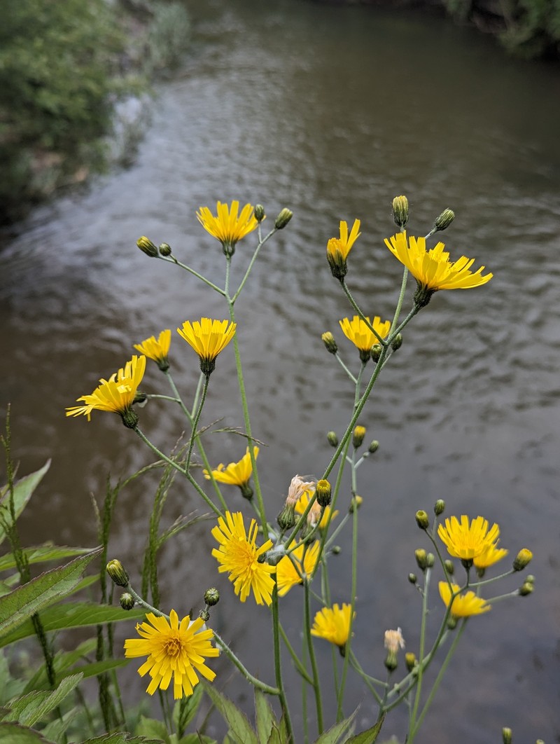 Hieracium surrejanum photo 4
