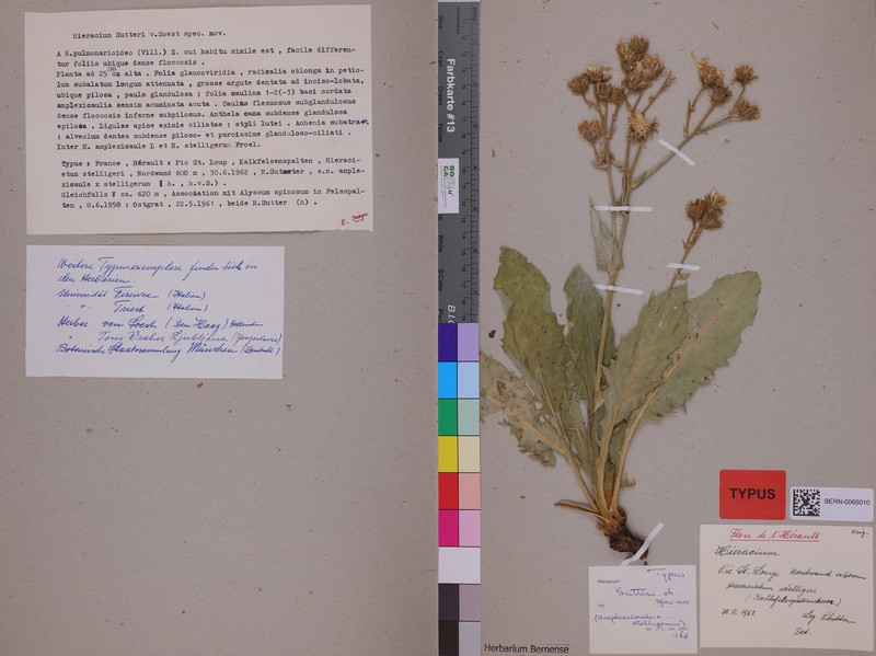 Hieracium sutteri