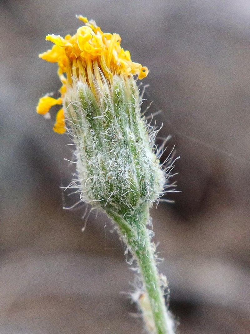 Hieracium symphytaceum