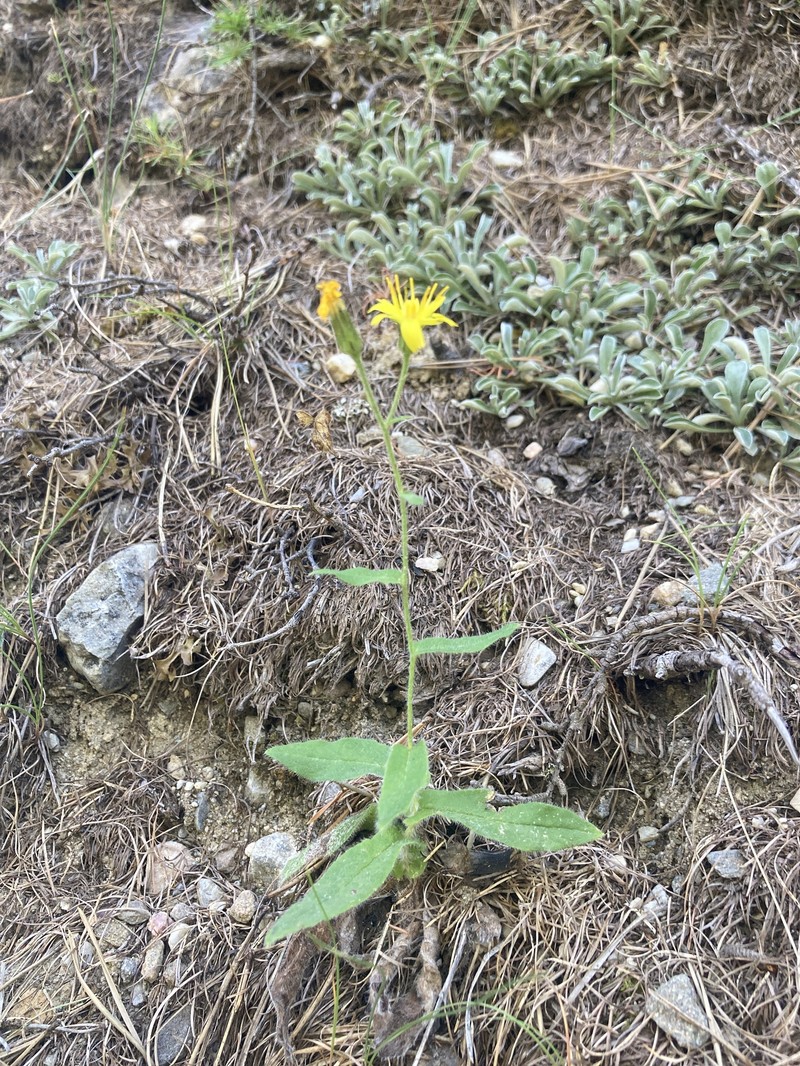 Hieracium symphytaceum photo 3