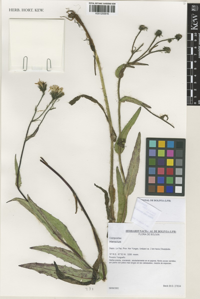 Hieracium tacense