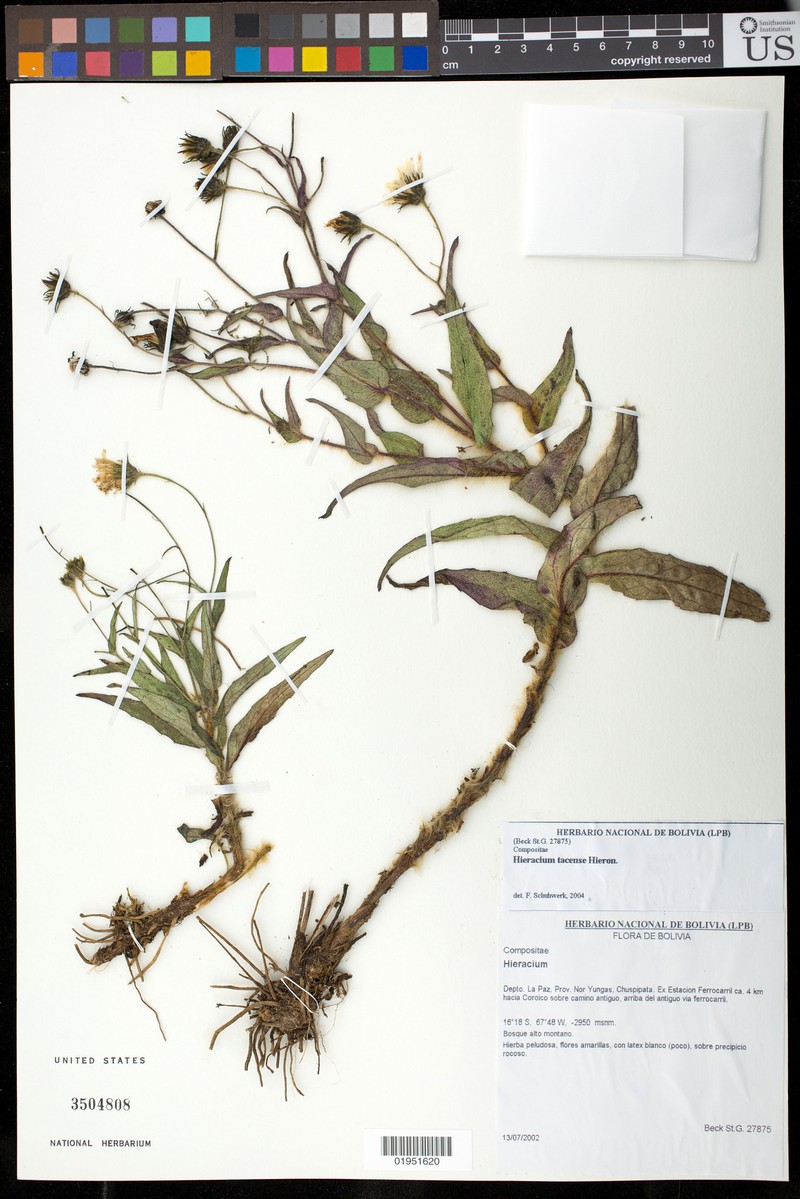 Hieracium tacense photo 2