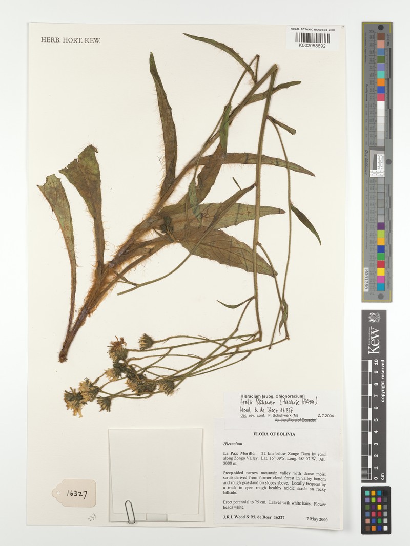 Hieracium tacense photo 3