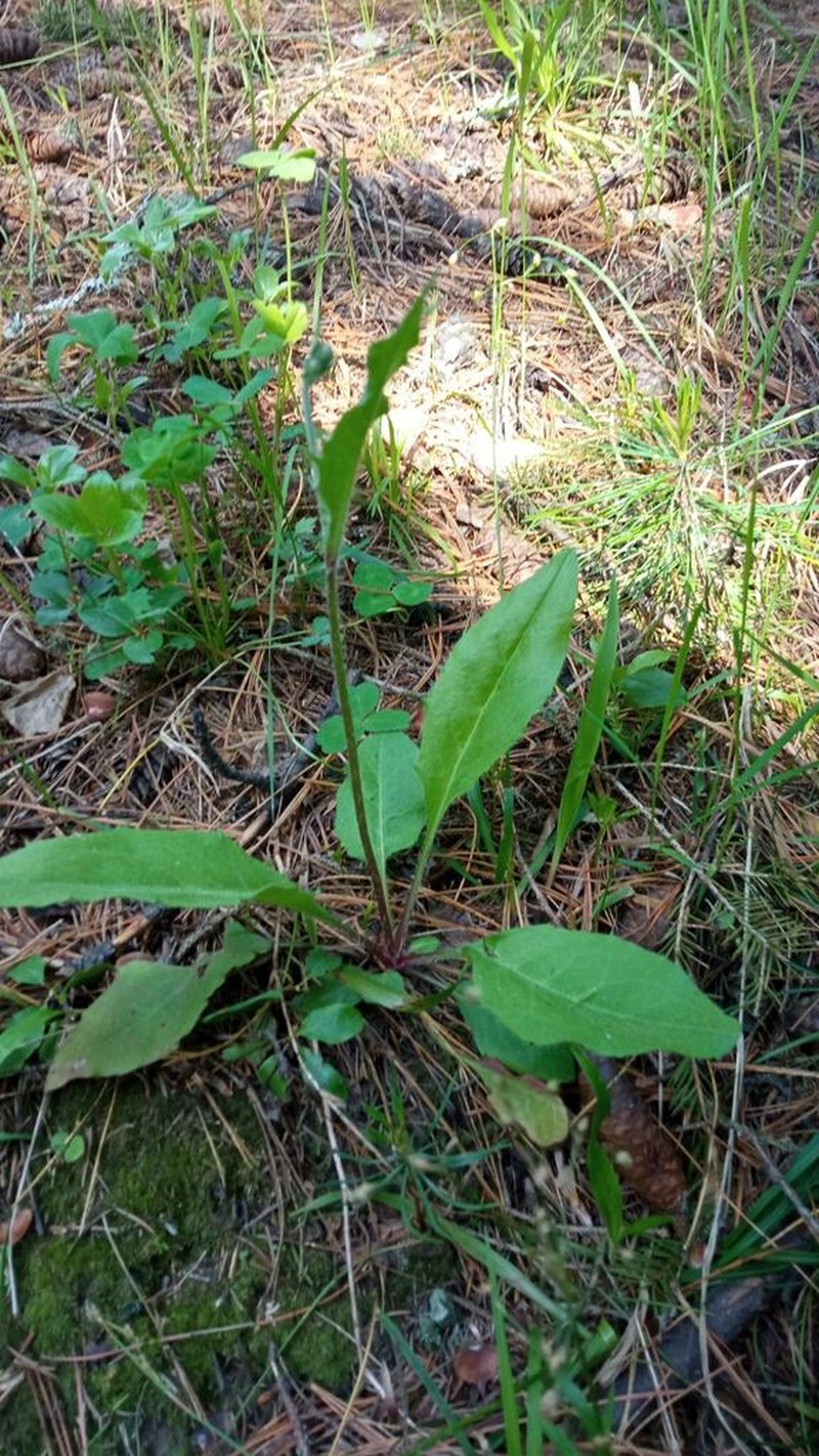 Hieracium taigense