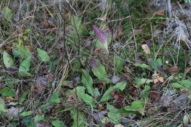 Hieracium taigense photo 2