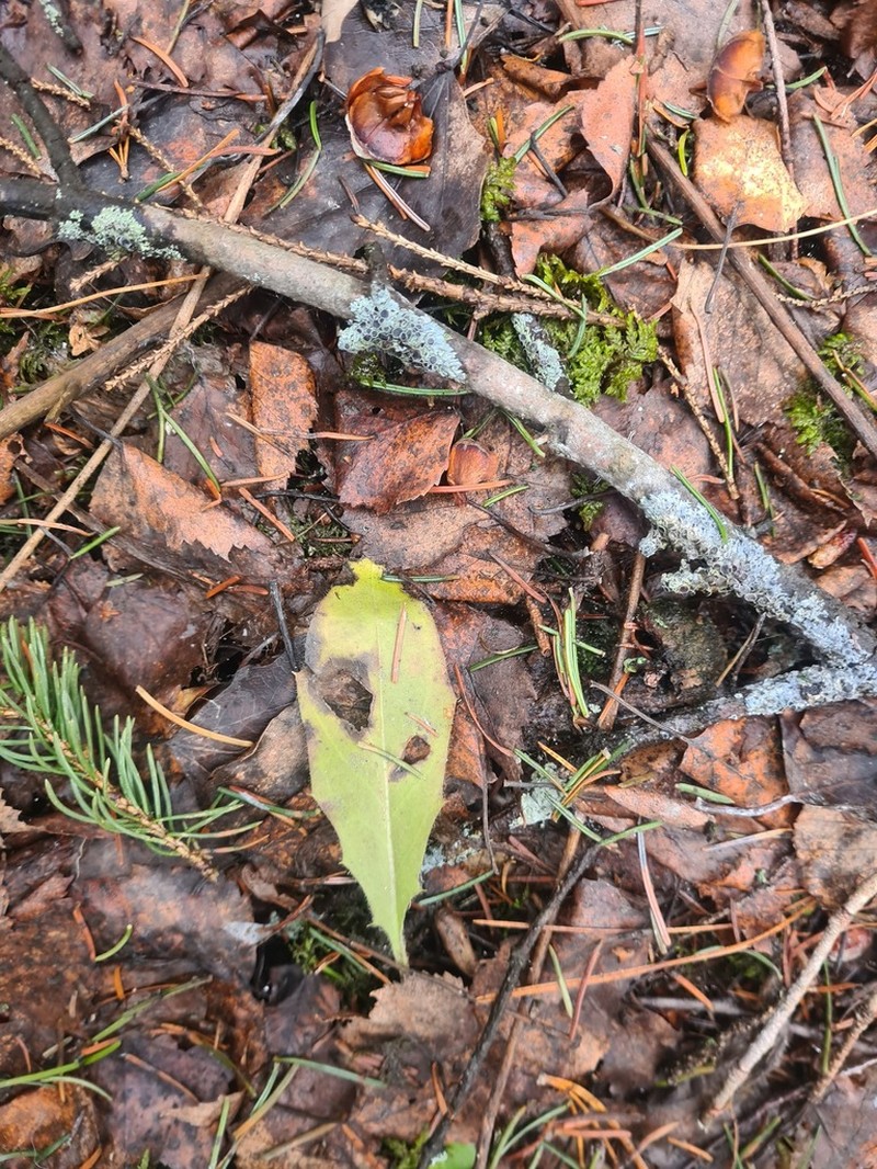 Hieracium taigense photo 3