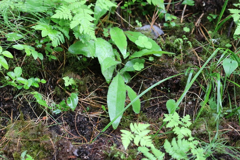 Hieracium taigense photo 5