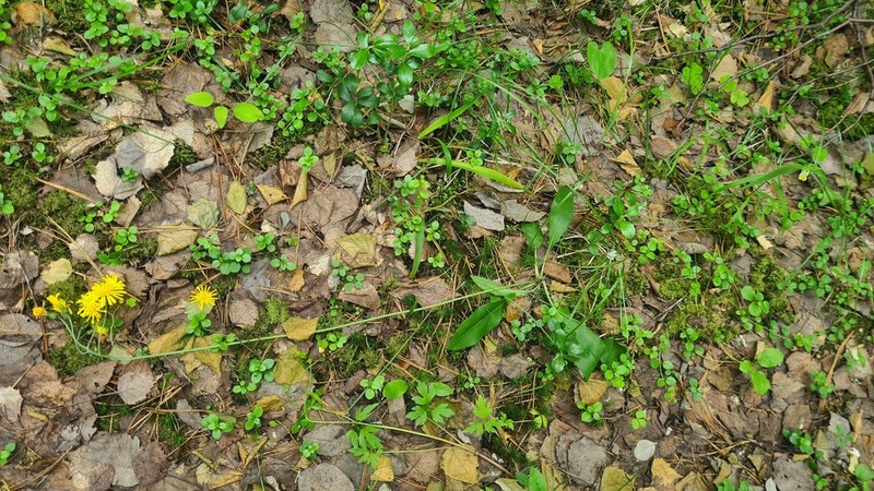 Hieracium taigense photo 6
