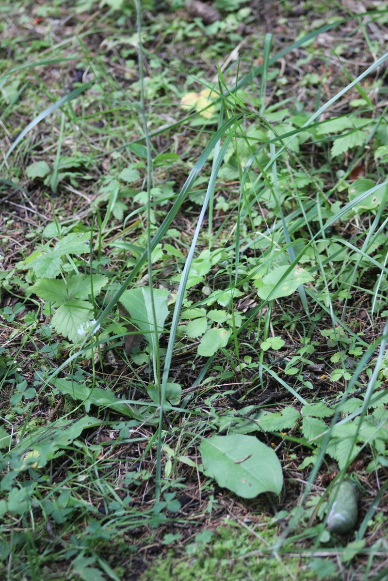 Hieracium taigense photo 7