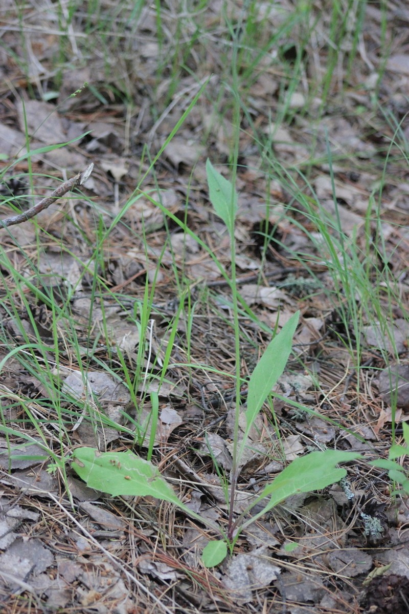 Hieracium taigense photo 8