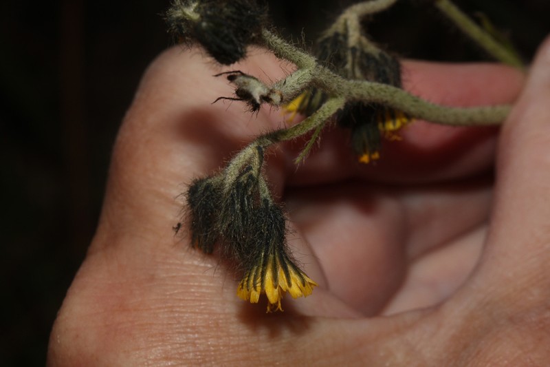 Hieracium tallenganum