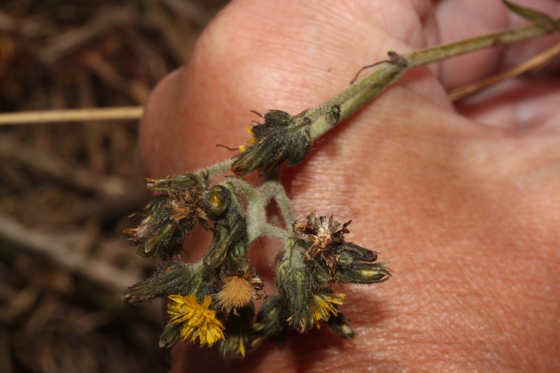 Hieracium tallenganum photo 2