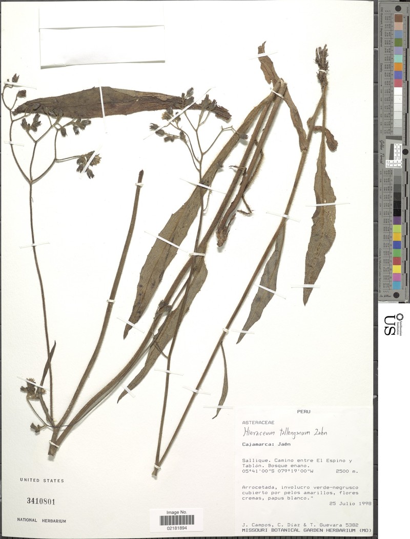 Hieracium tallenganum photo 3