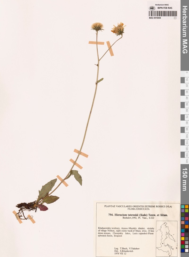 Hieracium tatewakii