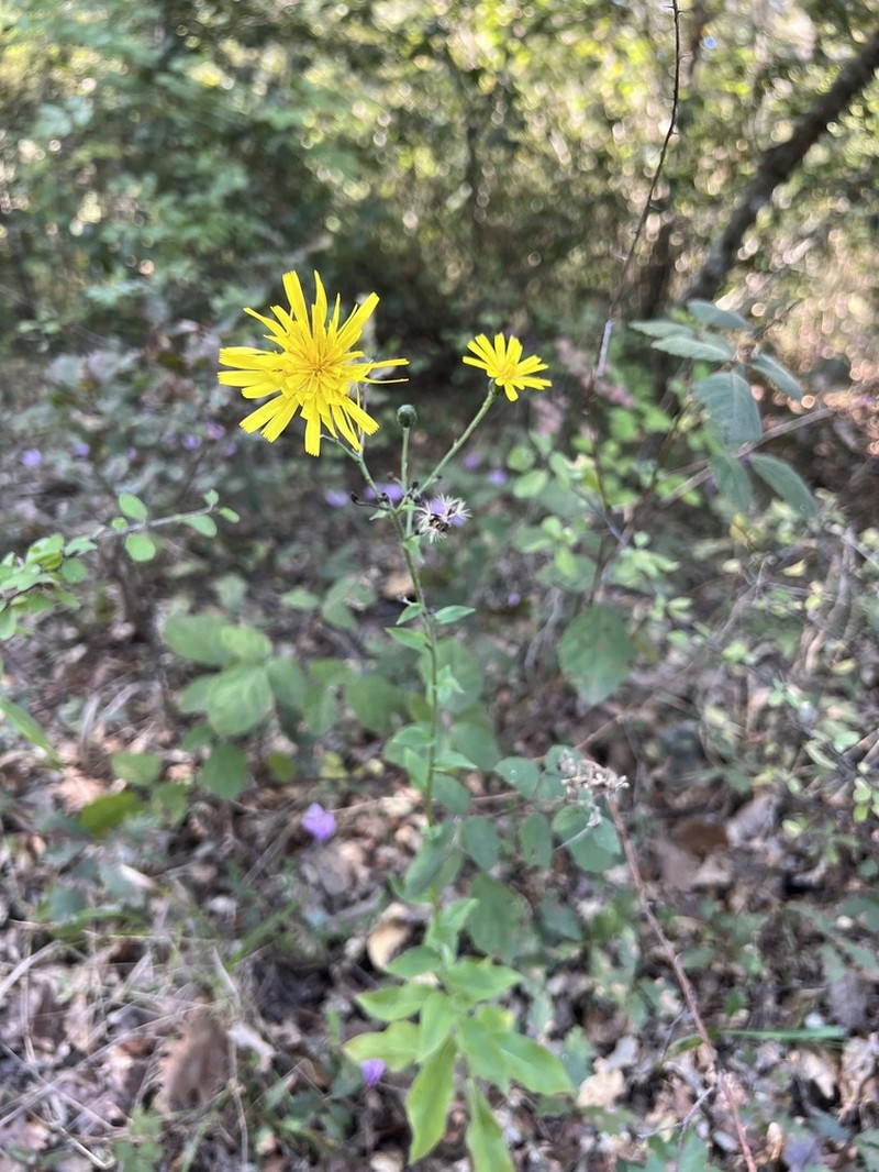 Hieracium taurinense photo 2