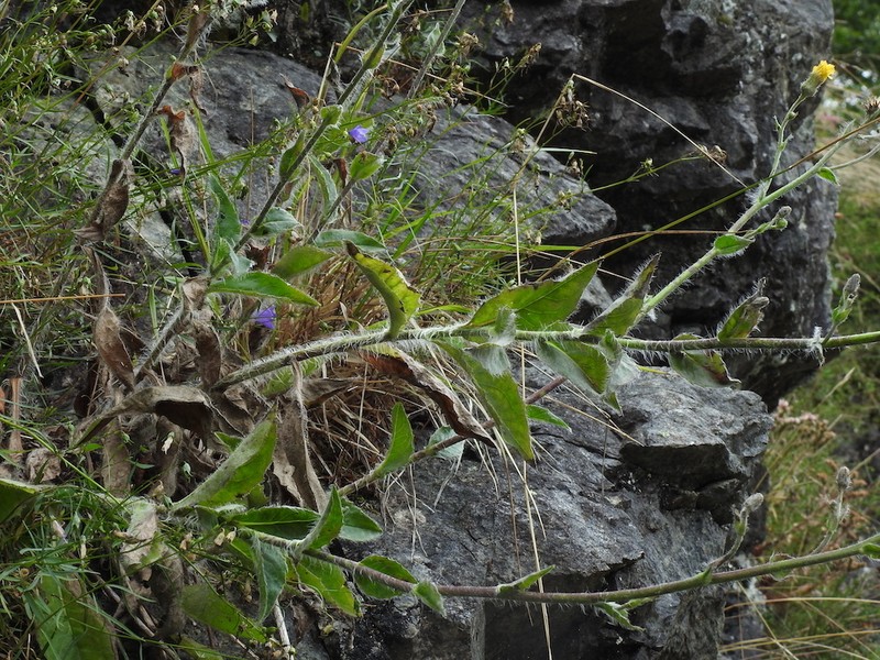 Hieracium taurinense photo 3