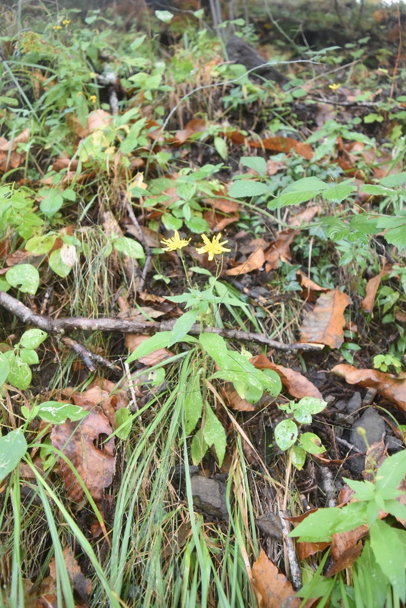 Hieracium taurinense photo 4