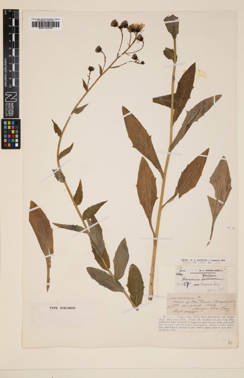 Hieracium tavense