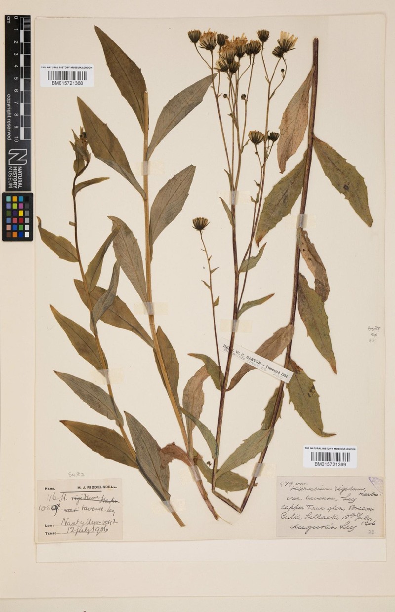 Hieracium tavense photo 2