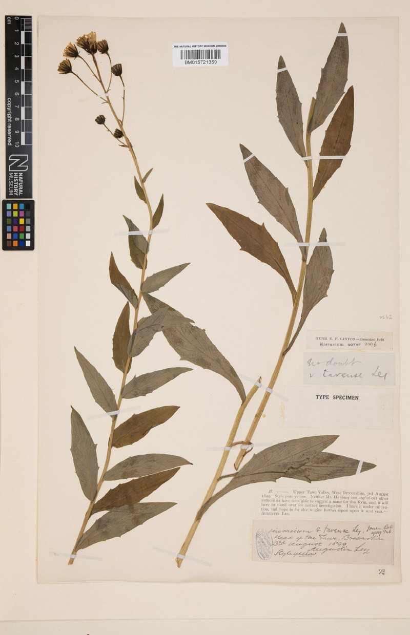Hieracium tavense photo 3