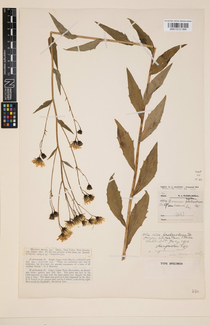 Hieracium tavense photo 4