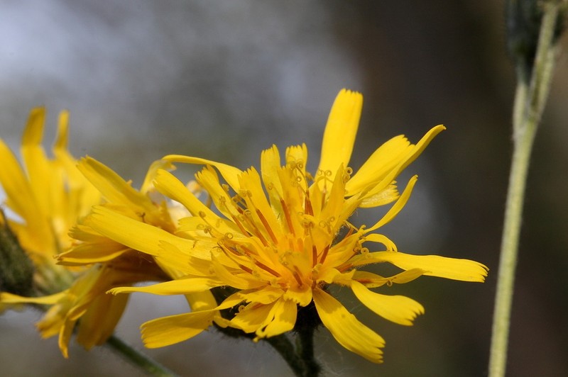 Hieracium tenuiflorum