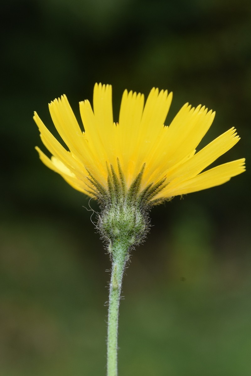 Hieracium tenuiflorum photo 2