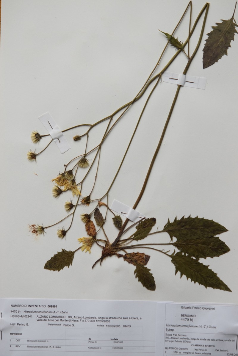 Hieracium tenuiflorum photo 3