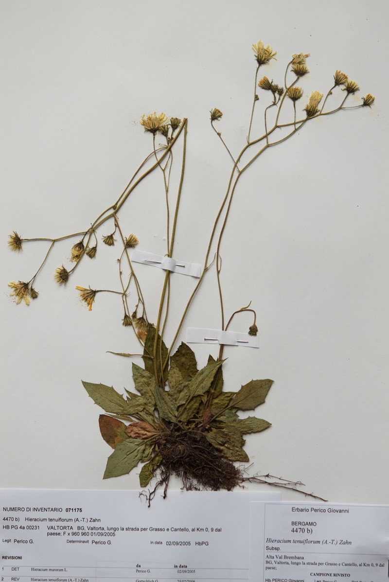 Hieracium tenuiflorum photo 4