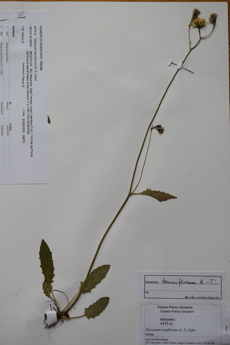 Hieracium tenuiflorum photo 5