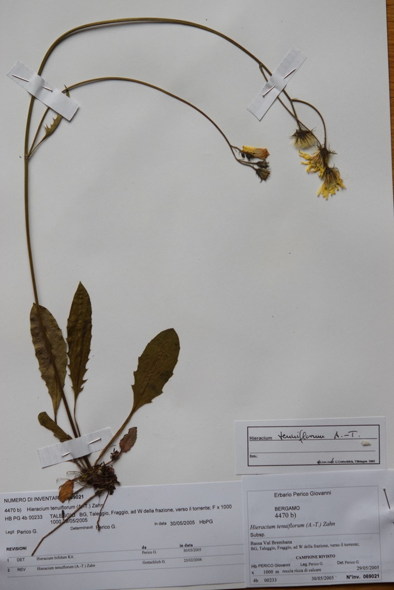 Hieracium tenuiflorum photo 6