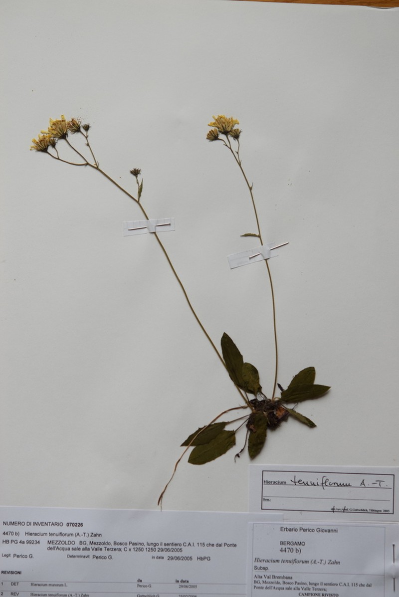 Hieracium tenuiflorum photo 7