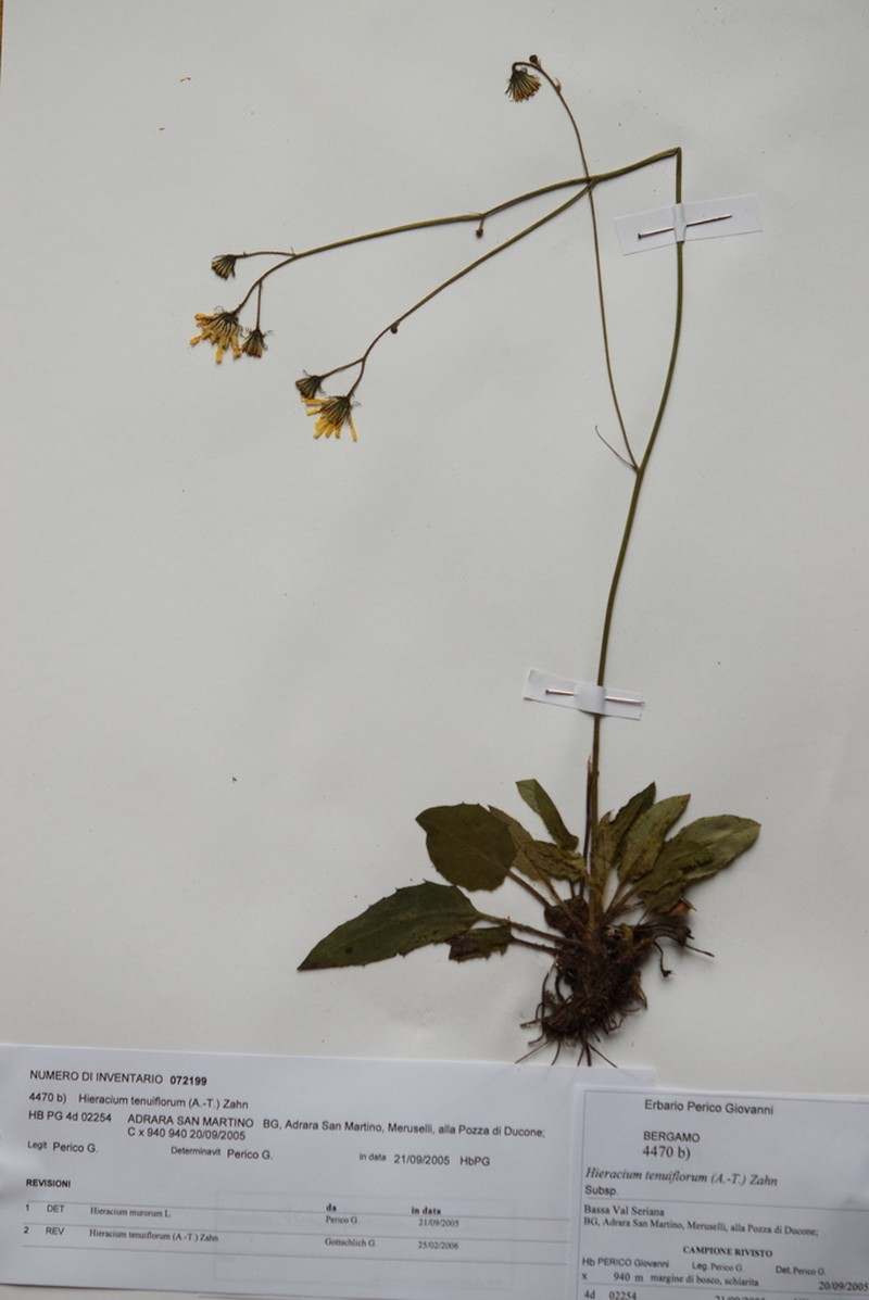 Hieracium tenuiflorum photo 8