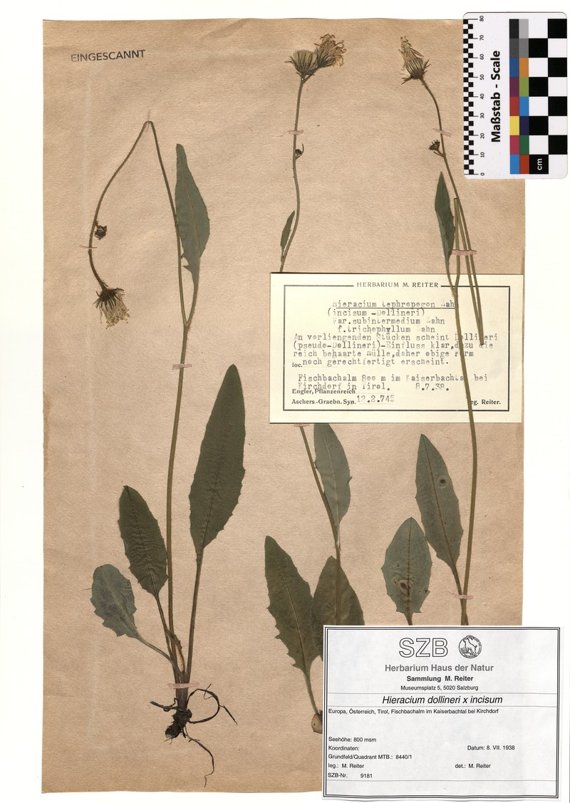 Hieracium tephropogon