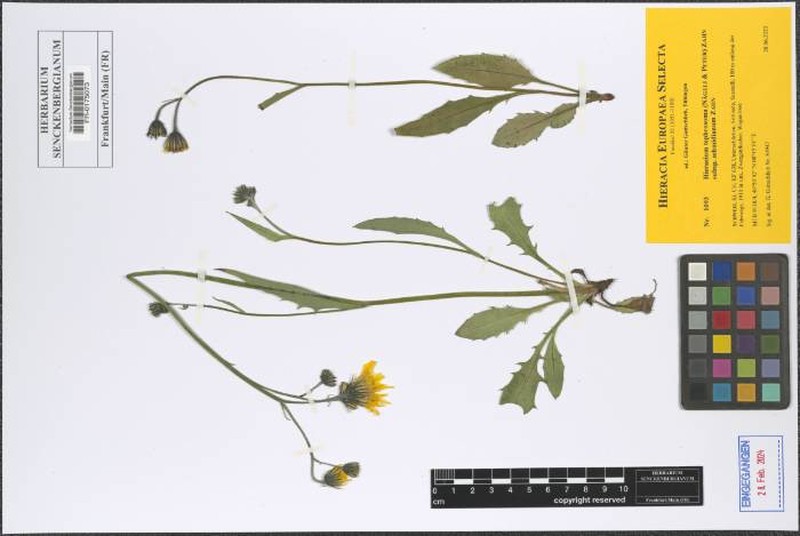 Hieracium tephrosoma