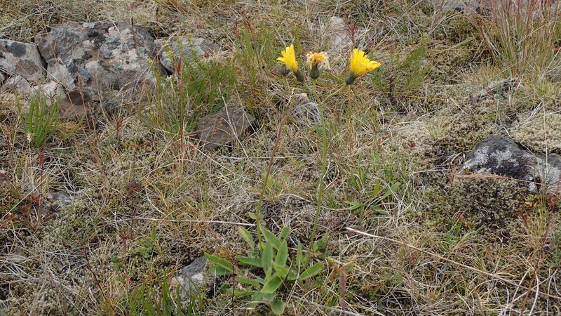 Hieracium thaectolepium