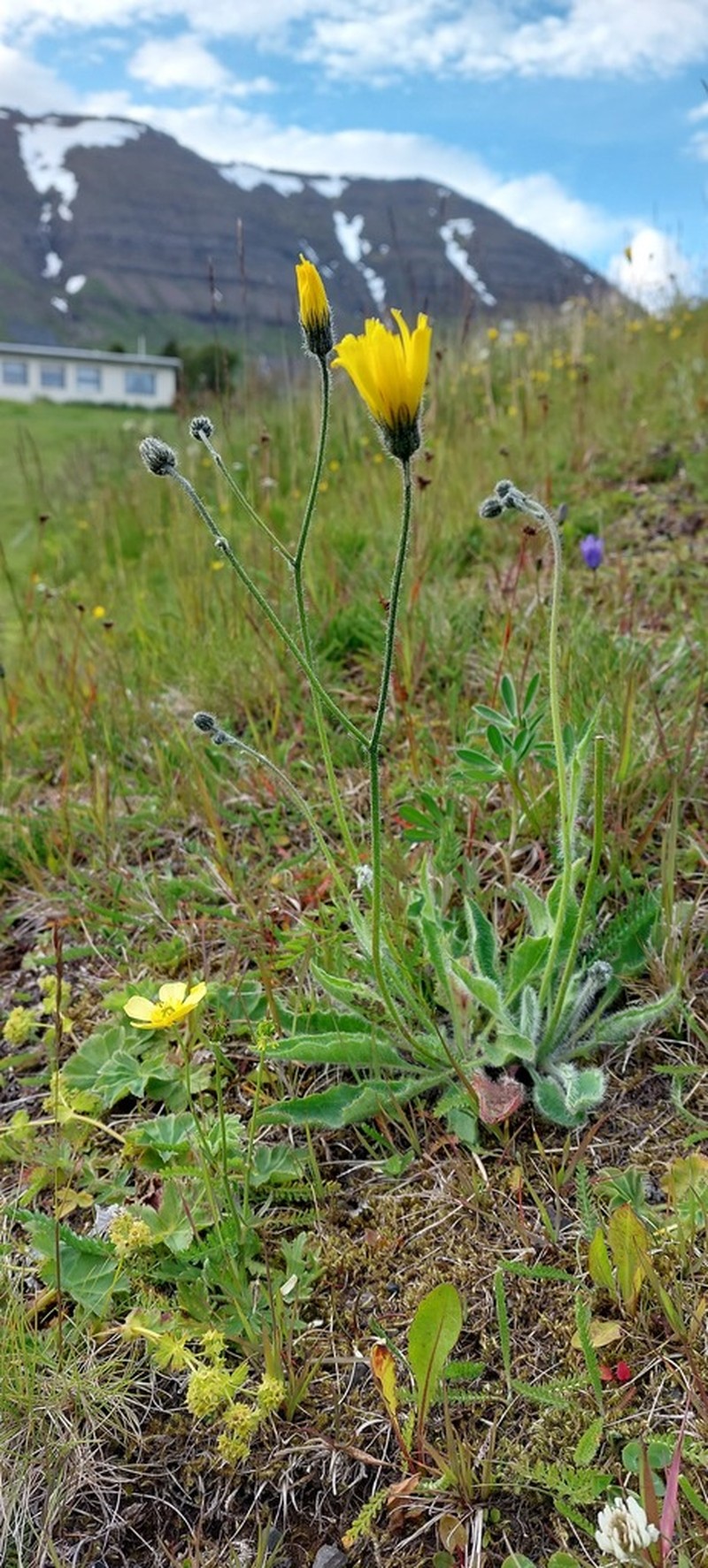 Hieracium thaectolepium photo 2